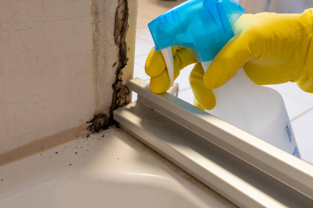 Home Mold Removal