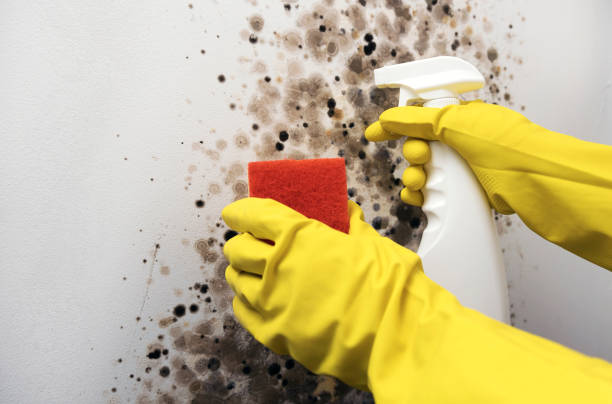 Best Mold Damage Repair  in Doney Park, AZ